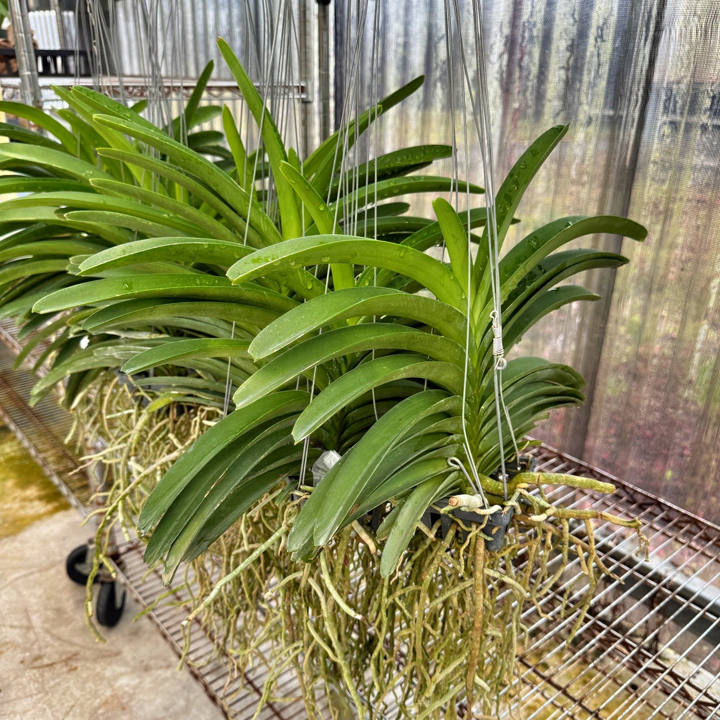 Vandachostylis Jularax Hybrid (Hanging Basket) - Not Blooming