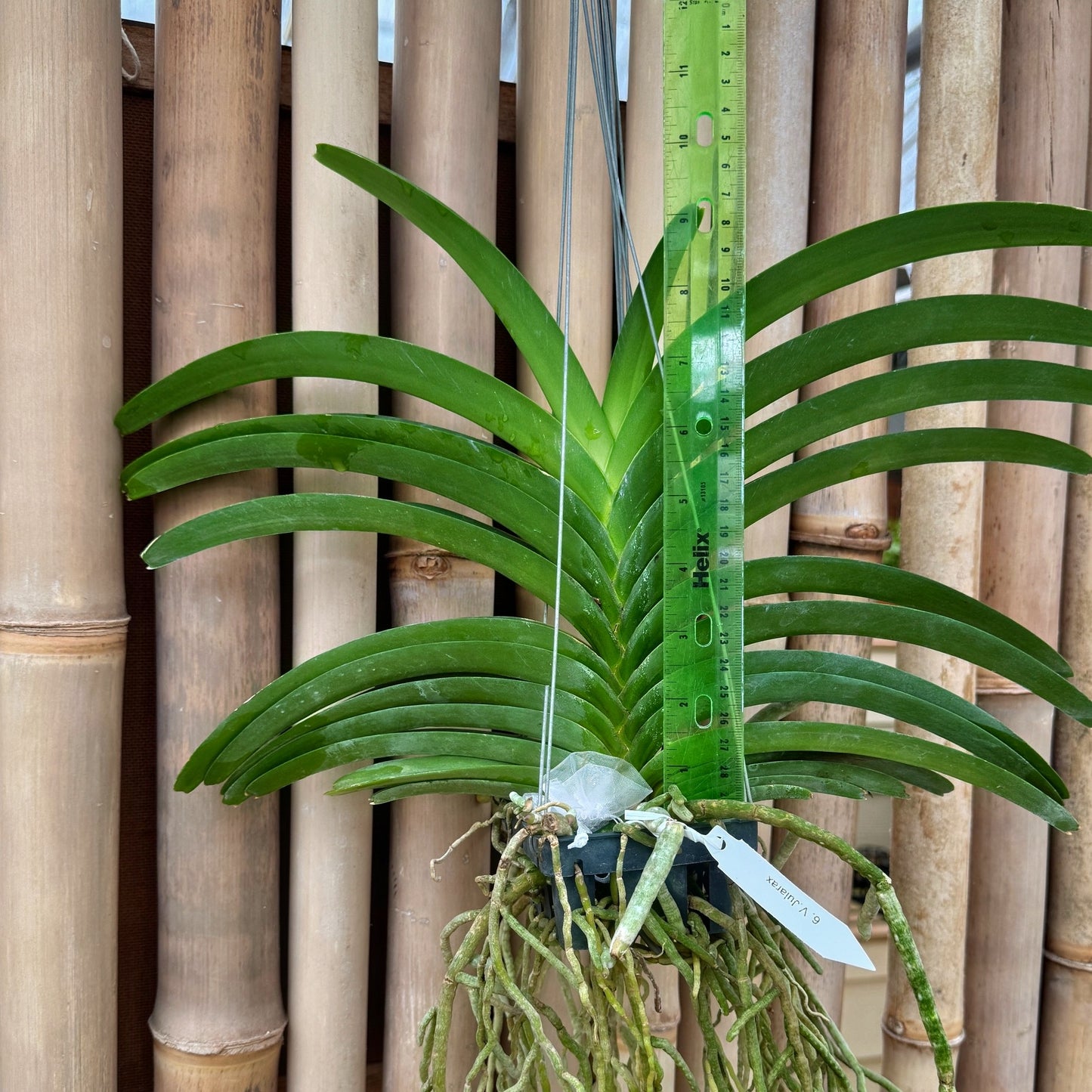 Vandachostylis Jularax Hybrid (Hanging Basket) - Not Blooming