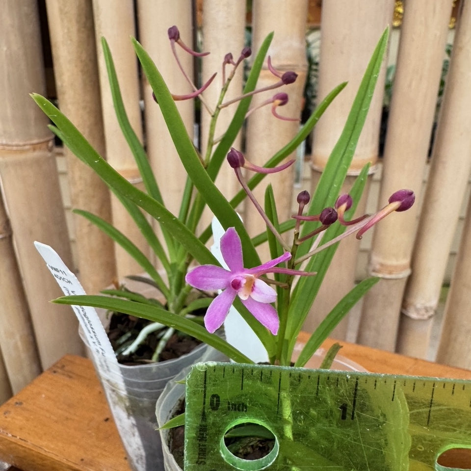 Vandoglossum Furuse (miniature) - Buds/Blooms