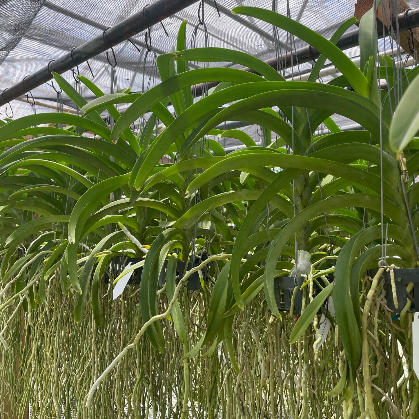 Vanda Luke Nakornsawan (Hanging Basket) - Not Blooming