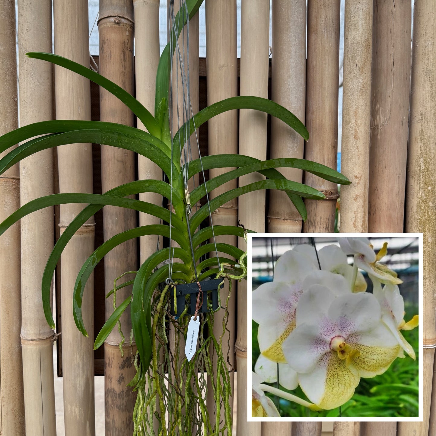 Vanda Luke Nakornsawan (Hanging Basket) - Not Blooming