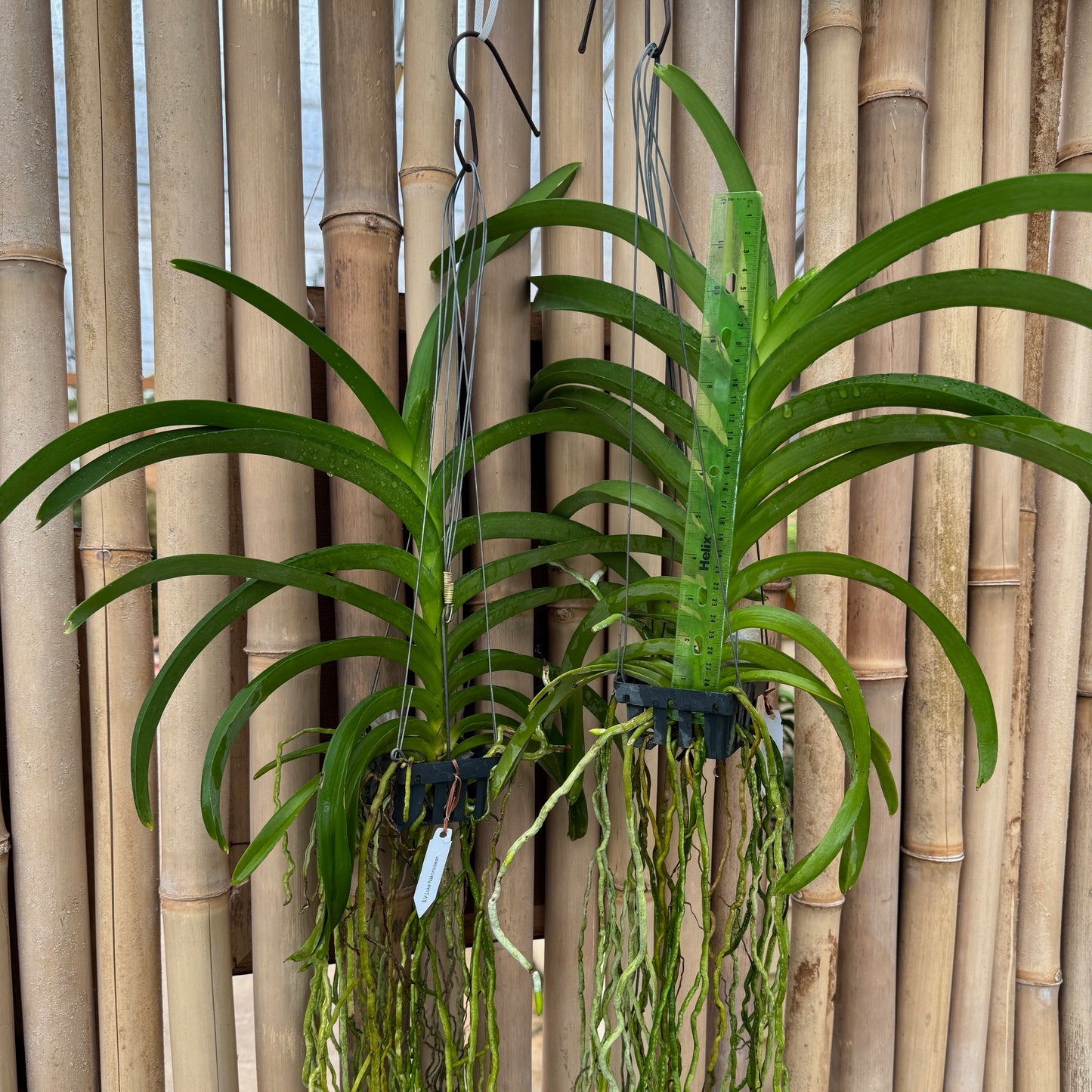 Vanda Luke Nakornsawan (Hanging Basket) - Not Blooming