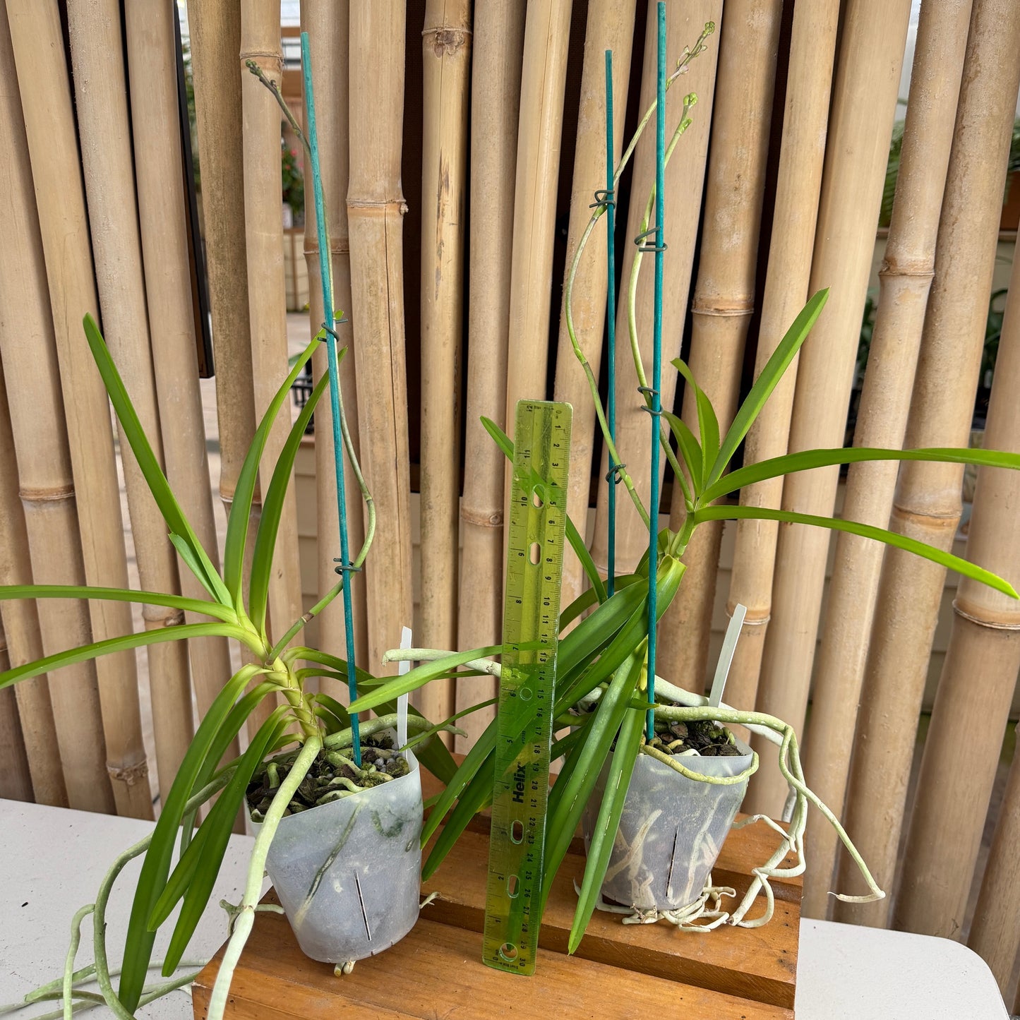 Vanda coerulescens (4" Pot ) - Spiking