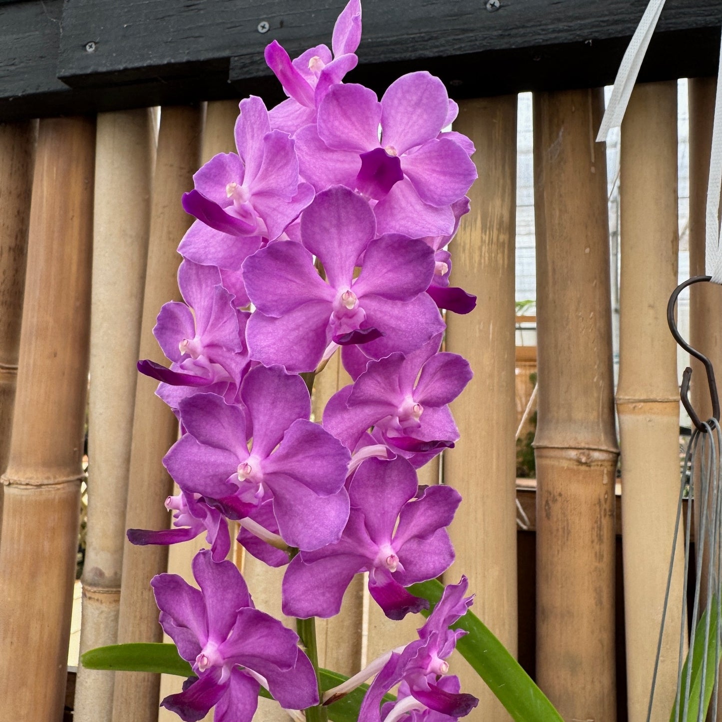 Vandachostylis Jularax Hybrid (Hanging Basket) - Not Blooming