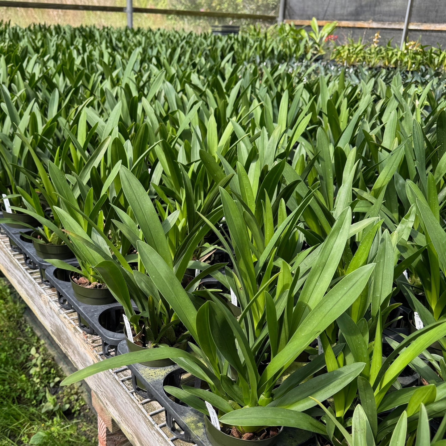 Onc. Volcano Midnight 'Volcano Queen' (4" Pot) - Not Blooming