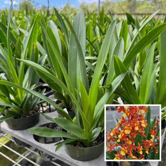 Onc. Volcano Midnight 'Volcano Queen' (4" Pot) - Not Blooming