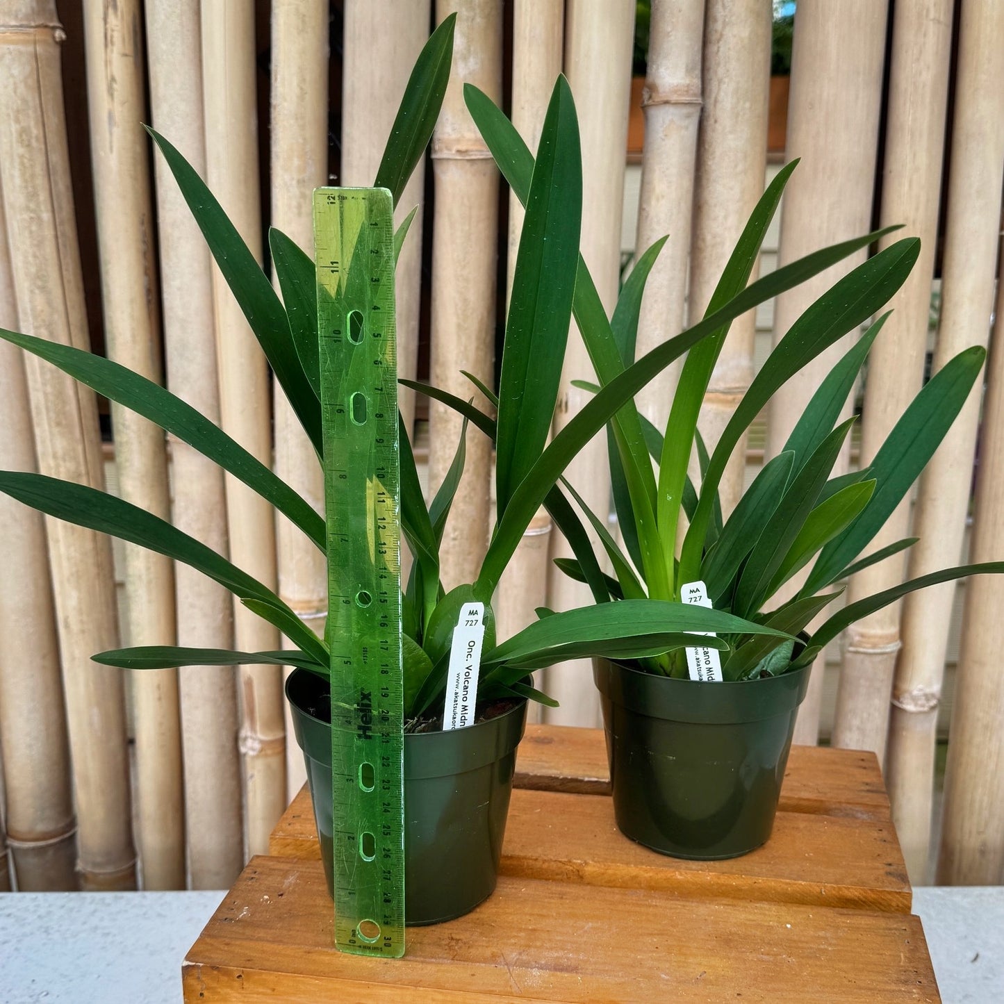 Onc. Volcano Midnight 'Volcano Queen' (4" Pot) - Not Blooming