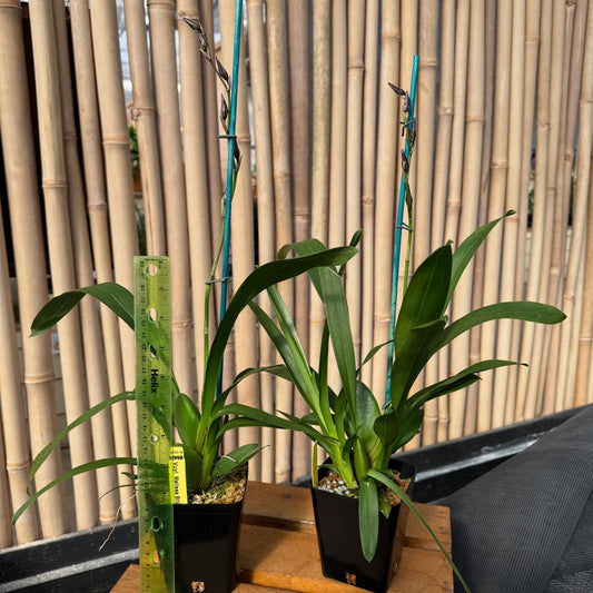 Vuyl. Melissa Brianne 'Dark' (4" Pot) - first bloom