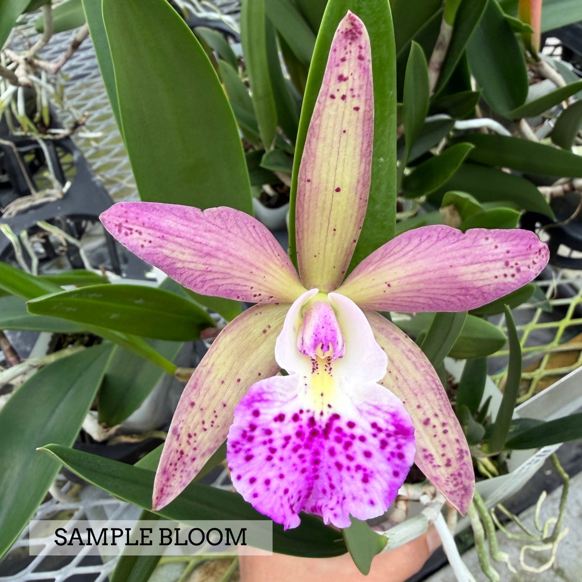 Bc. Walter August 'Twinkle' x C. Jungle Eyes 'HOF' (4" Pot) - Buds