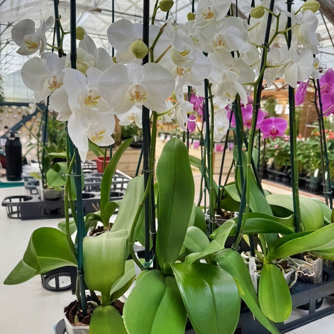 White Phalaenopsis Plant - OPEN BLOOMS