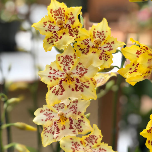 Odcdm. Brennan Scott Barfield (4" Pot) - first bloom