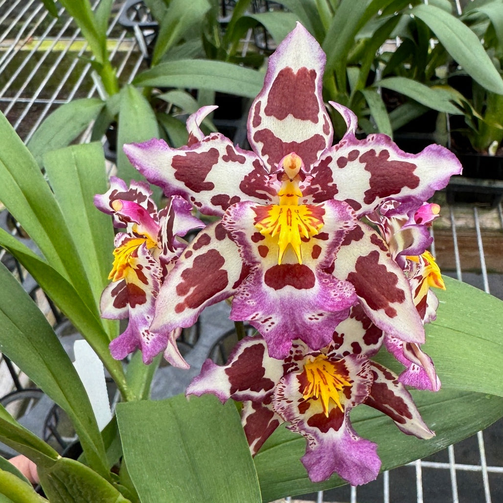 Wils. Tan Treasures 'Lavender Picotee' (4