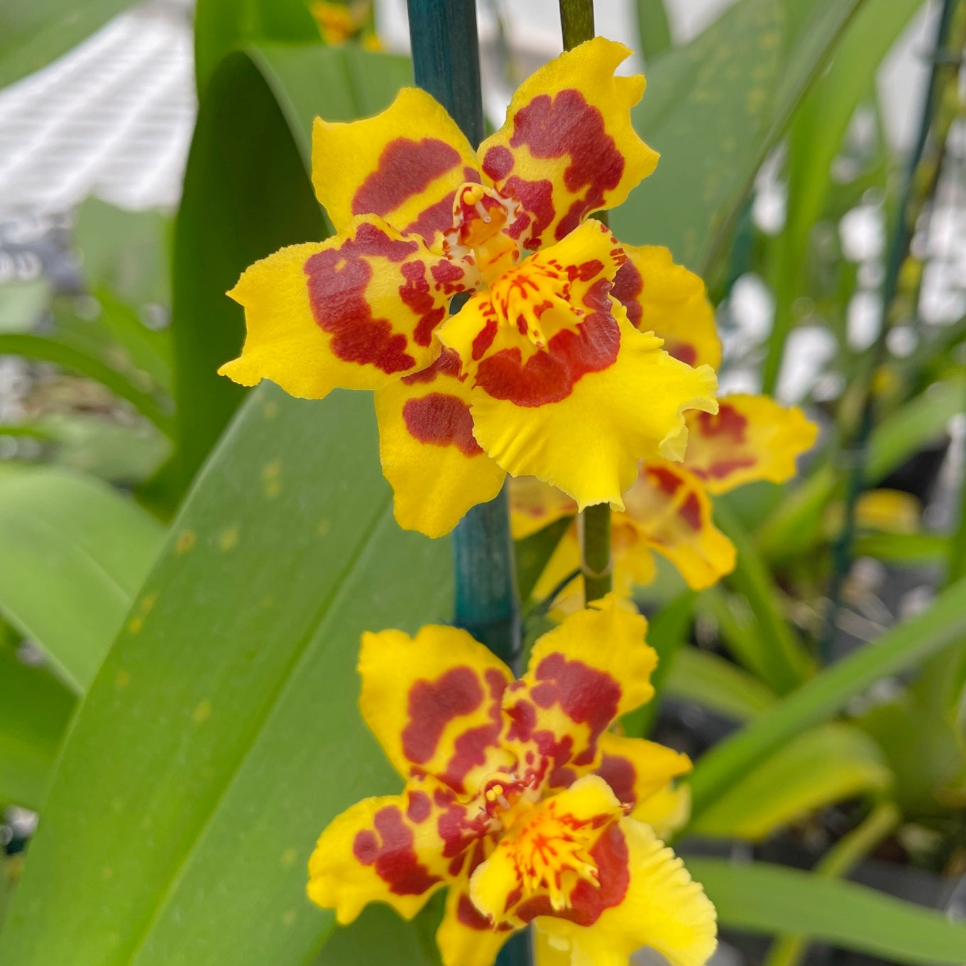 Wils. Pacific Passage 'Peach Cobbler' (5.5