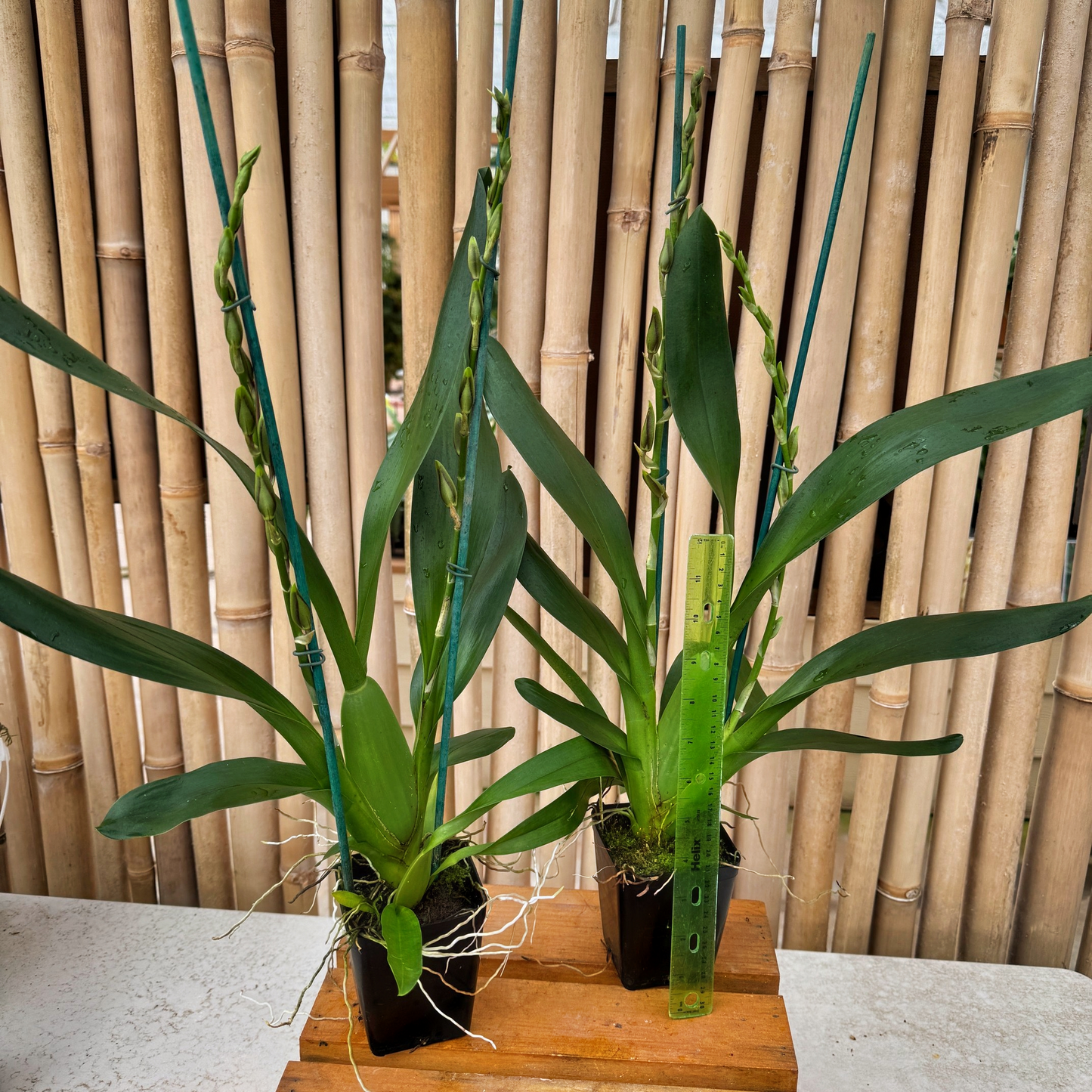 Onc. Witch's Jewels 'Ivory Lips' (4" Pot) - Buds