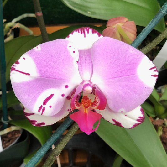 Dtps. Yu-Pin Dream Girl (Single Spike)