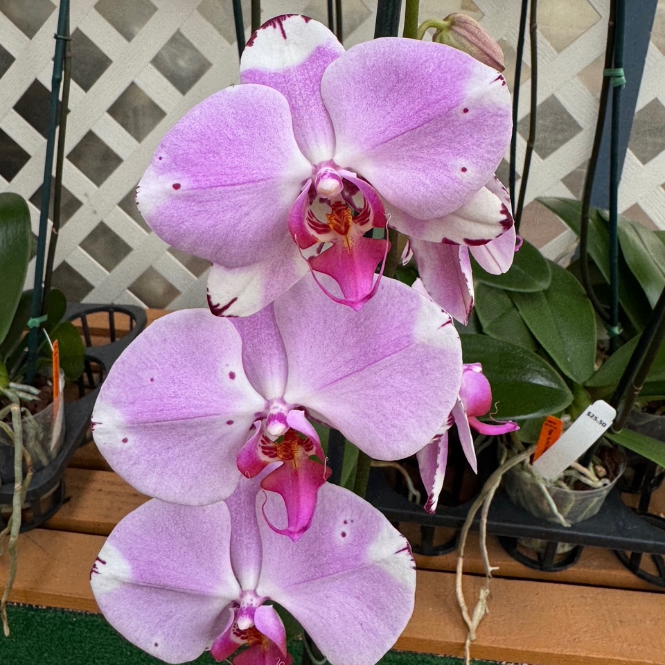 Dtps. Yu-Pin Dream Girl (Single Spike)