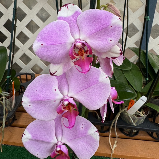 Dtps. Yu-Pin Dream Girl (Single Spike)