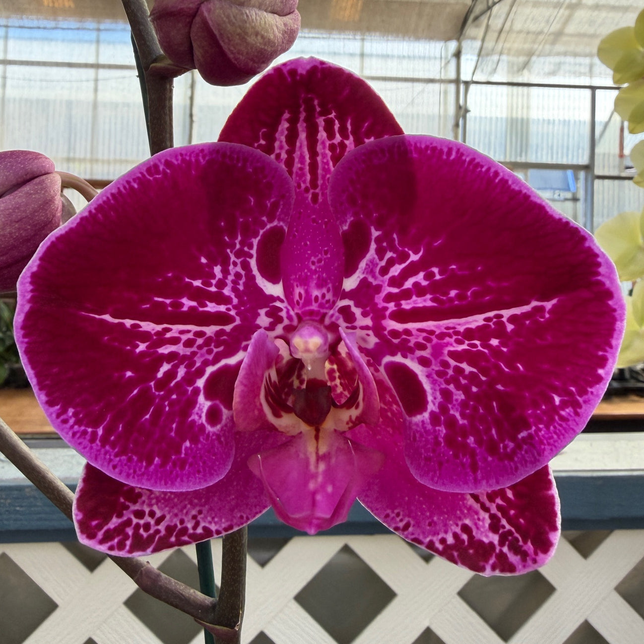 P. Yu Pin Fairlady – Akatsuka Orchid Gardens