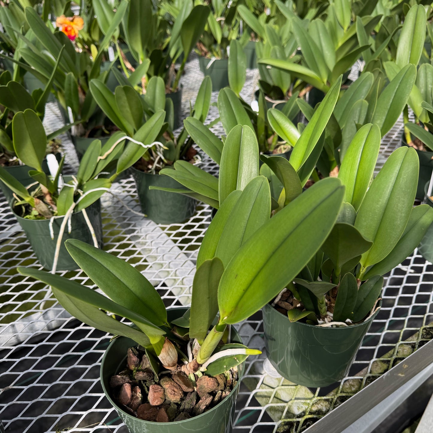 Rlc. Yuki Akatsuka 'Volcano Gold' (5.5" Pot) - Not Blooming