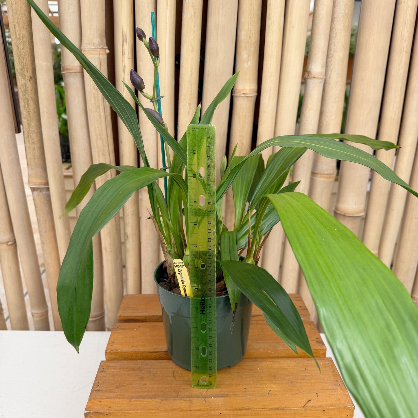 Zygo. Cynosure 'Blue Birds' (5.5" Pot) - Buds