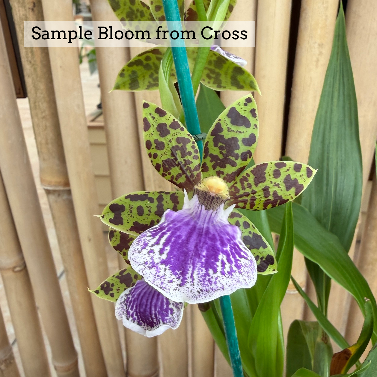 Zygo. Jumpin Jack x Zga. Adelaide Meadows (4" Pot) - Buds