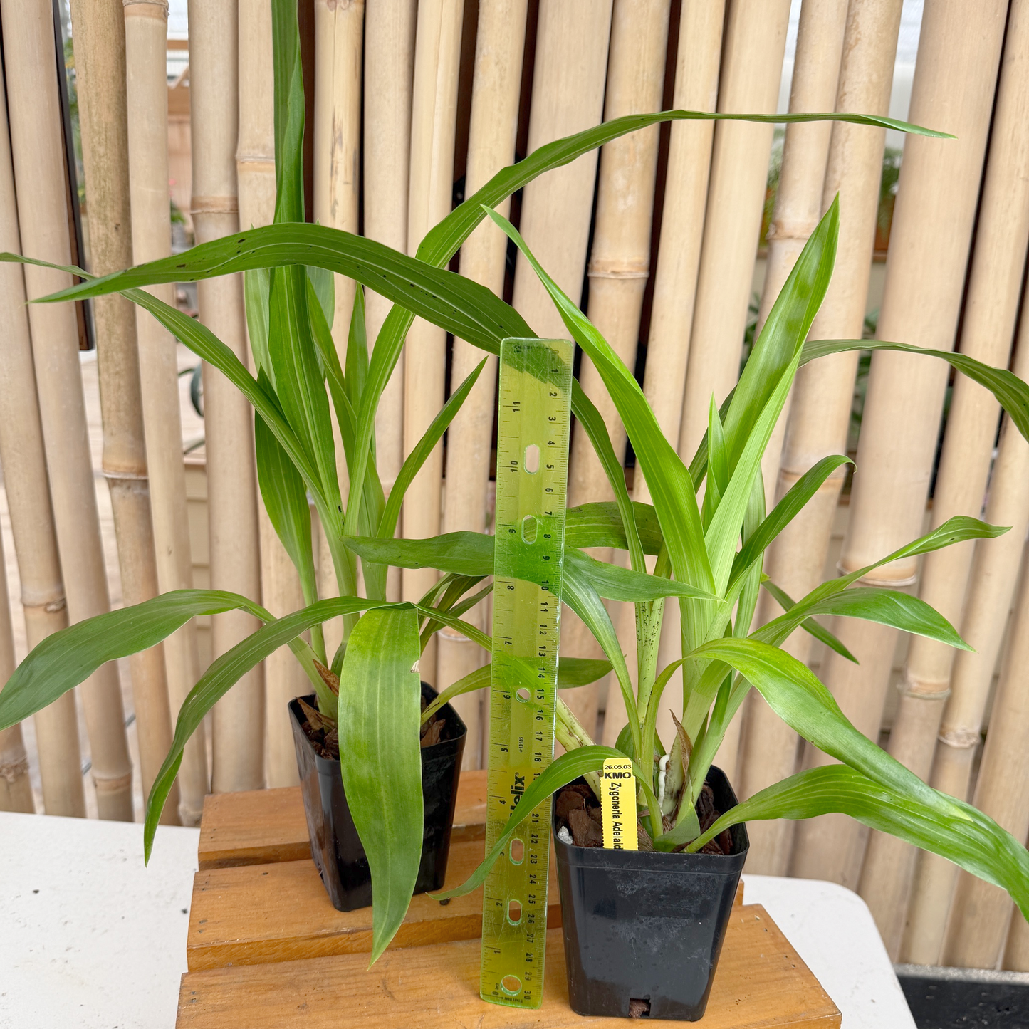 Zygoneria Adelaide Meadows (4" Pot) - Not Blooming