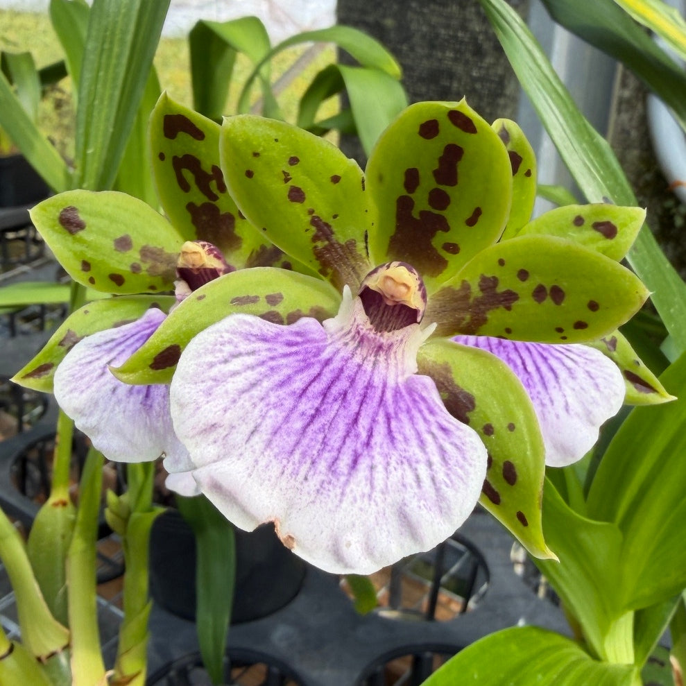 Zygoneria Adelaide Meadows (Z. Titanic x Zga. Dynamo) (4" Pot) - Buds