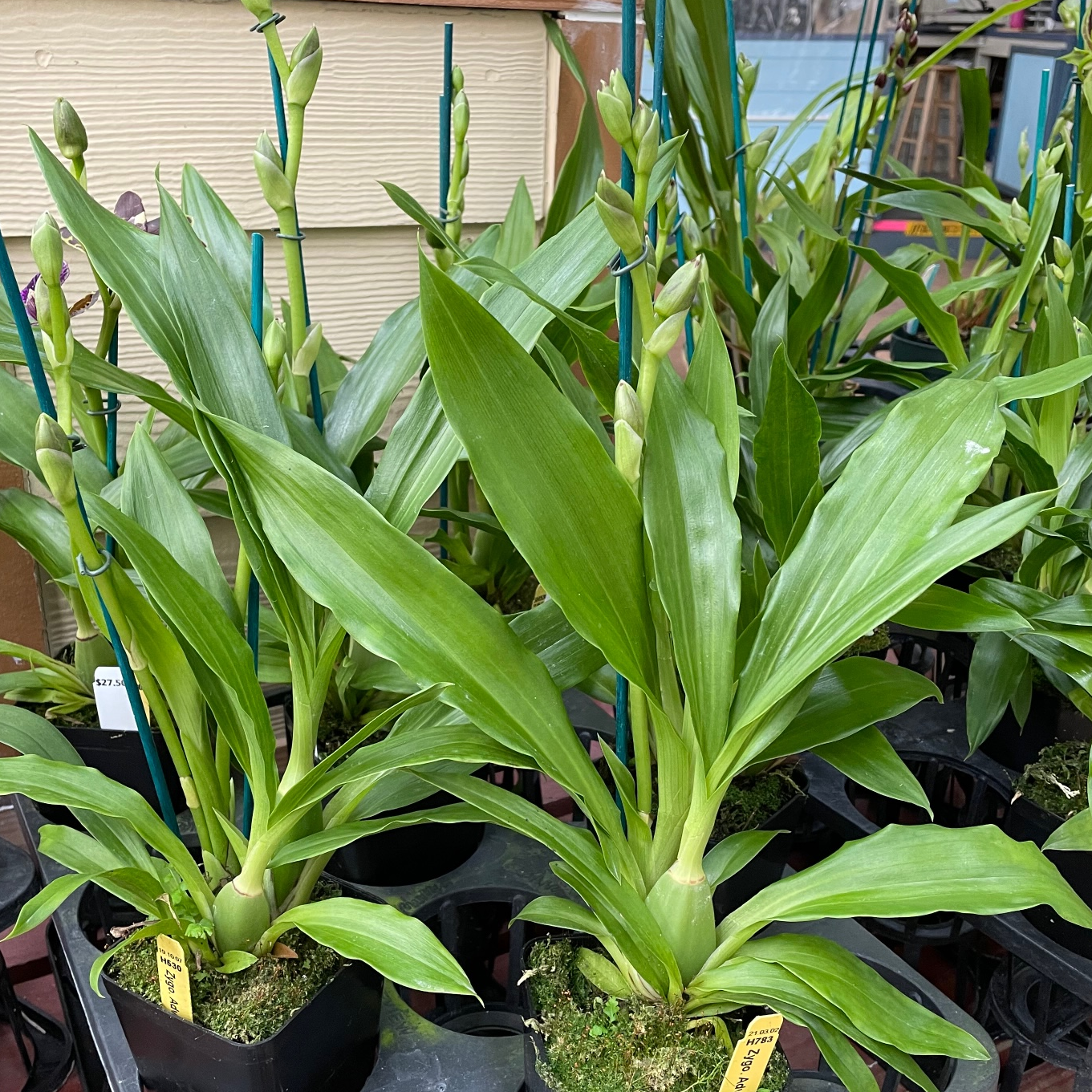 Zygo. Advance Australia 'HOF' (4" Pot) - Buds