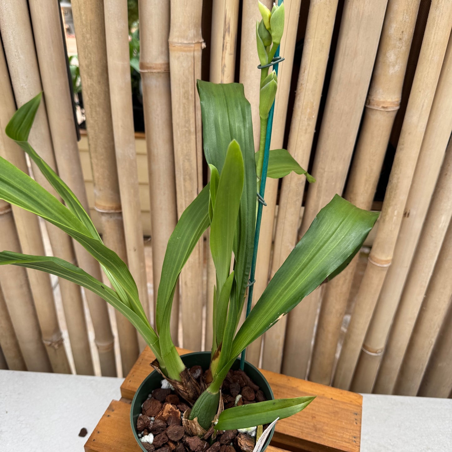 Zygo. Artur Elle 'Tombstone' (5.5" Pot)