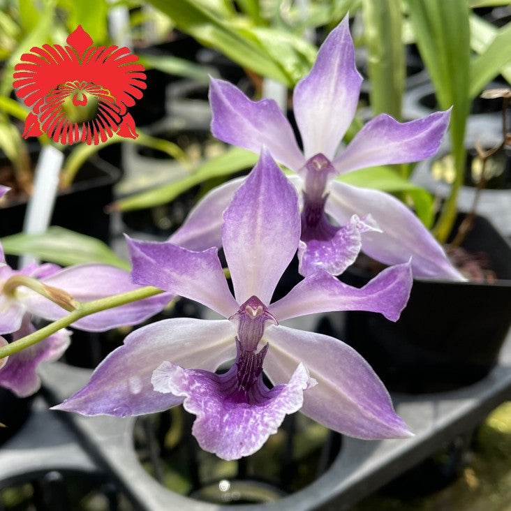 Zygo. Cynosure 'Blue Birds' – Akatsuka Orchid Gardens