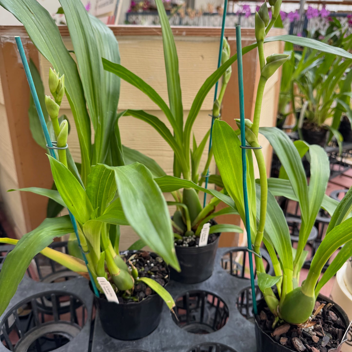 Zygo. Artur Elle 'Tombstone' (4" Pot) - Buds