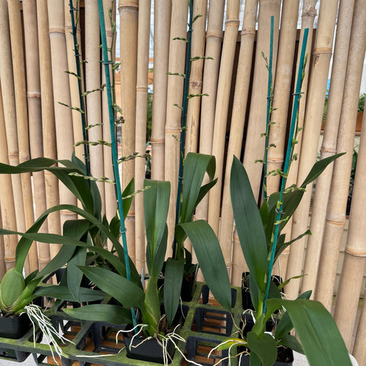 Oncidium Aka Baby 'Raspberry Chocolate' (Fragrant) - 4" Pot