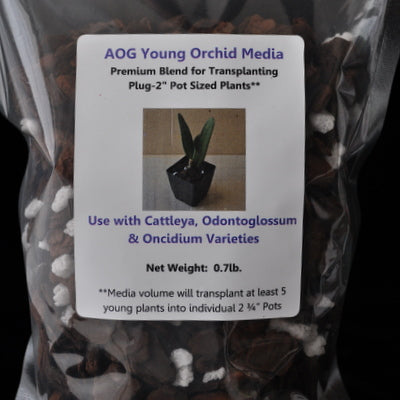 AOG Young Orchid Media (Cattleya/Odnt)