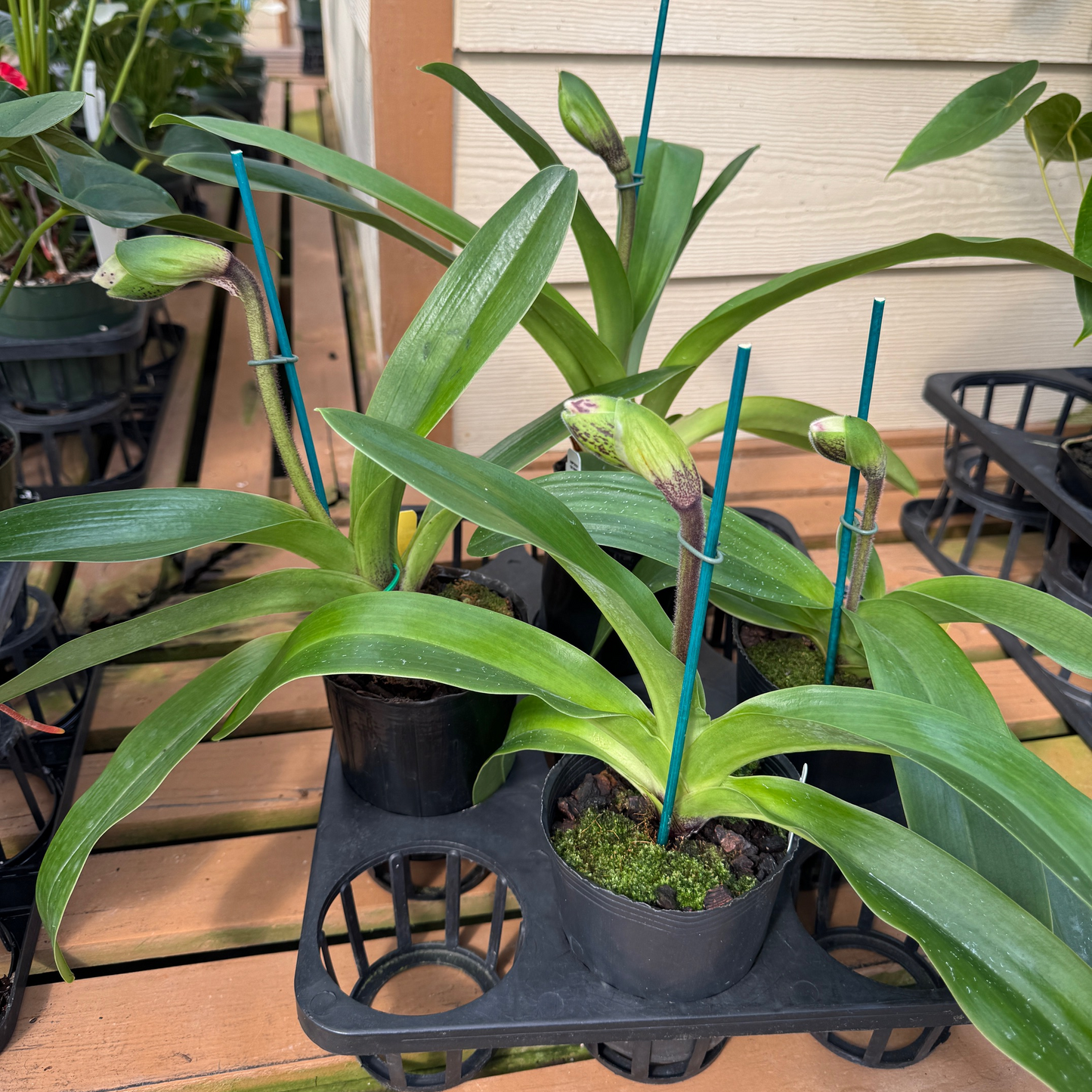 Complex Paphiopedilum (Burgundy) -4" Pot - Bud