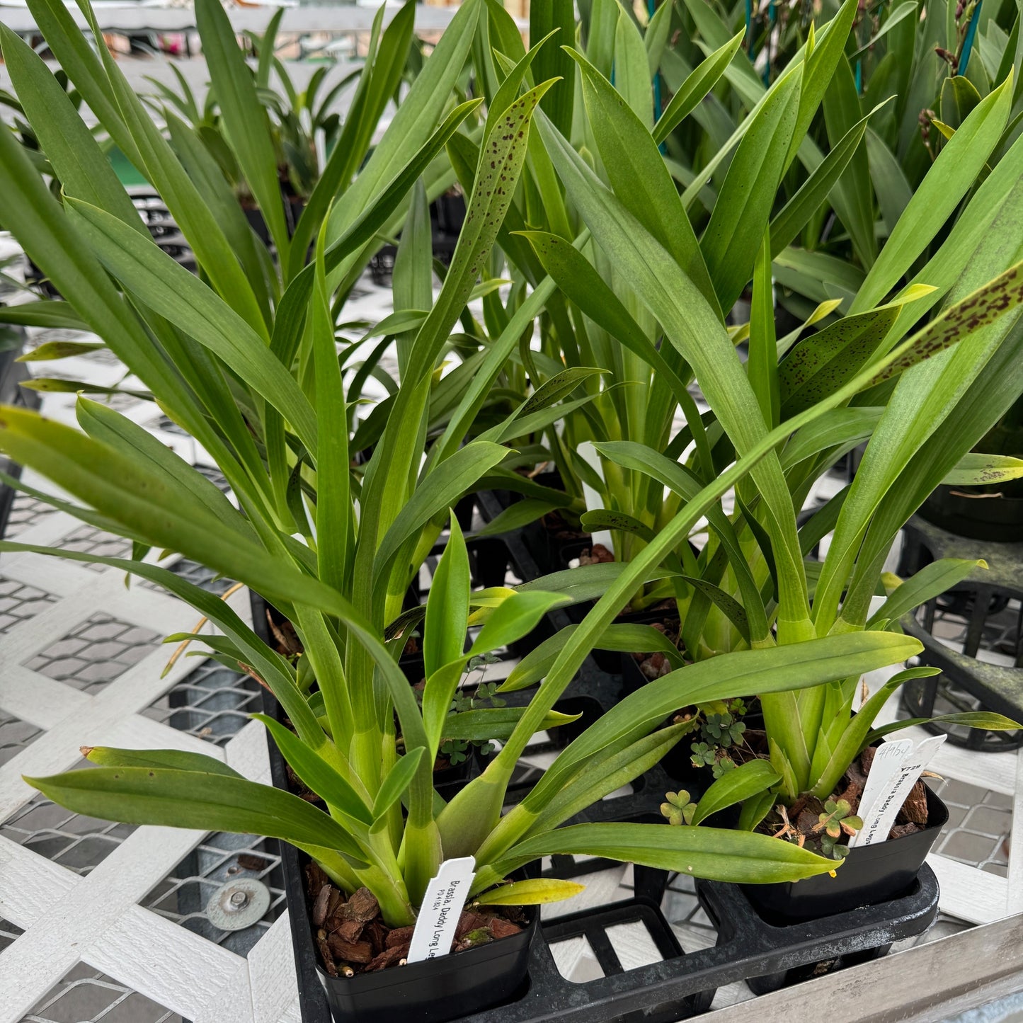 Brsa. Daddy Long Legs 'Fred Schwartz' (4" pot) - Not Blooming