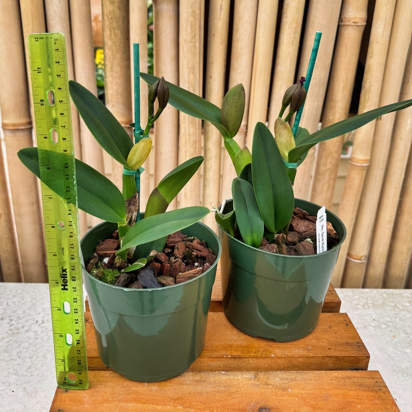 Rlc. David Wynn Miller 'Volcano Beauty' (5.5" Pot) - First Bloom