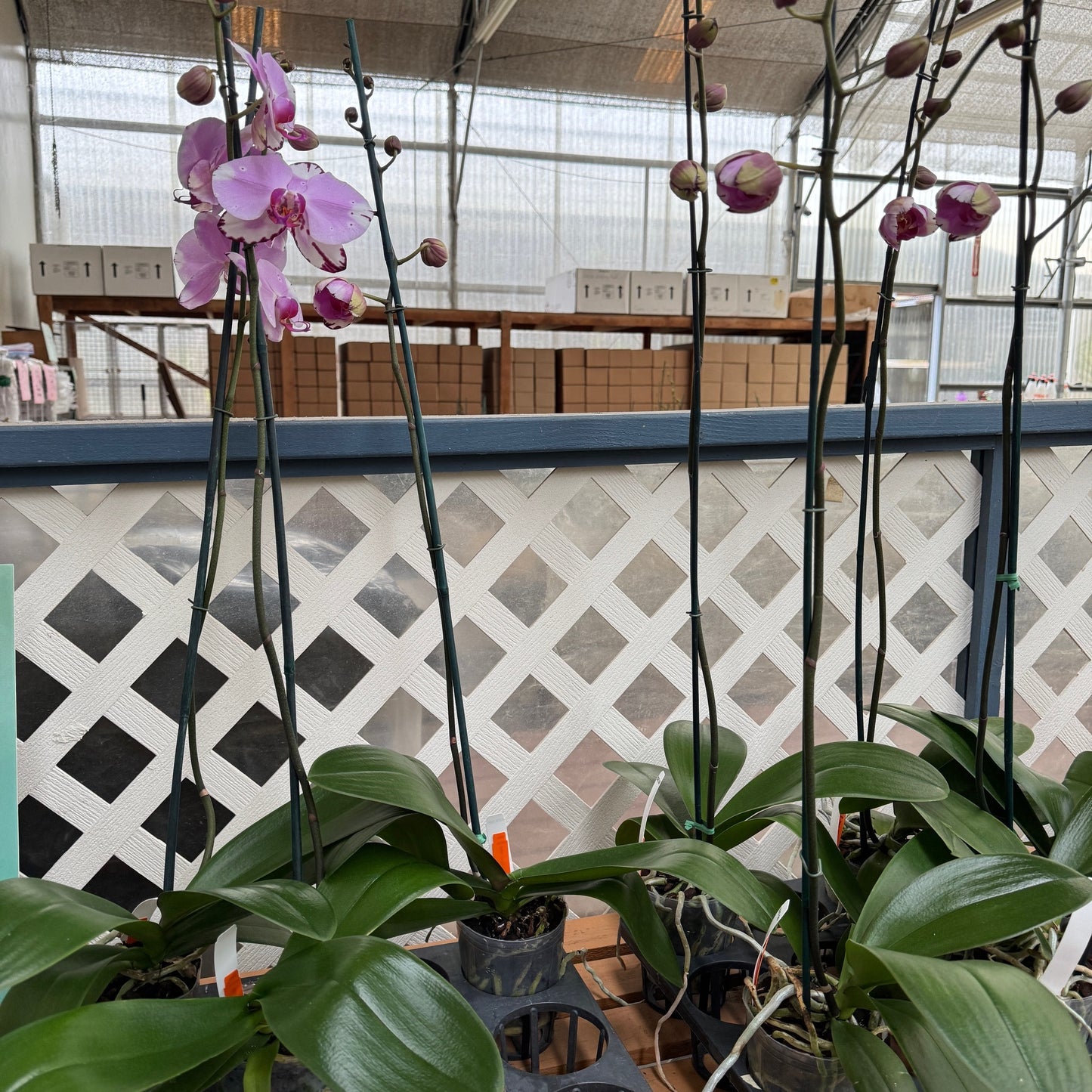 Dtps. Yu-Pin Dream Girl (Single Spike)