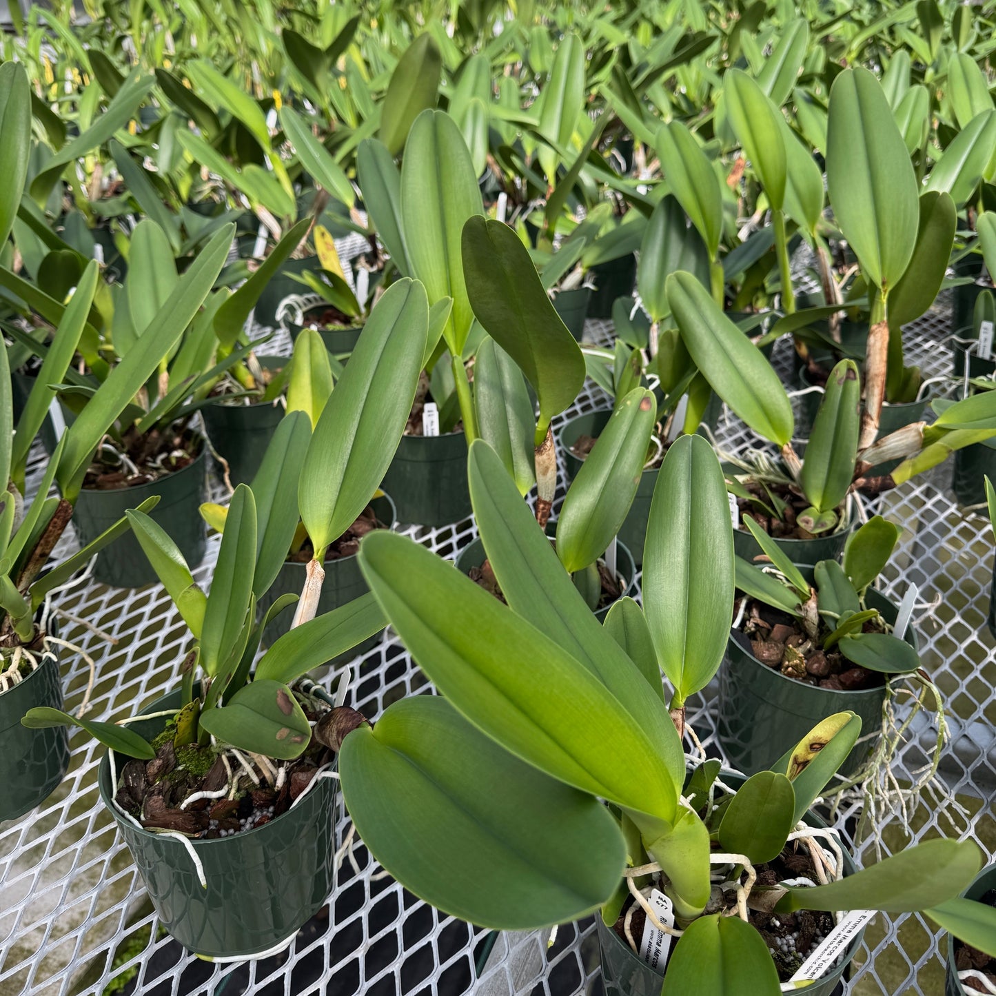 Rlc. Emma Marcos 'Volcano Queen' (5.5" Pot) -Not Blooming