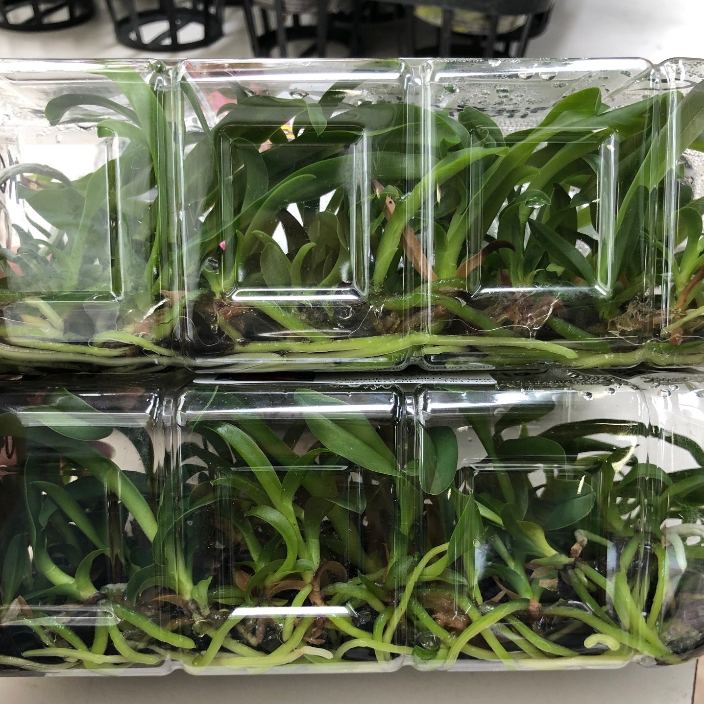 Rlc. Yellow Sunburst 'Volcano Queen' FLASK (Cattleya Clone)