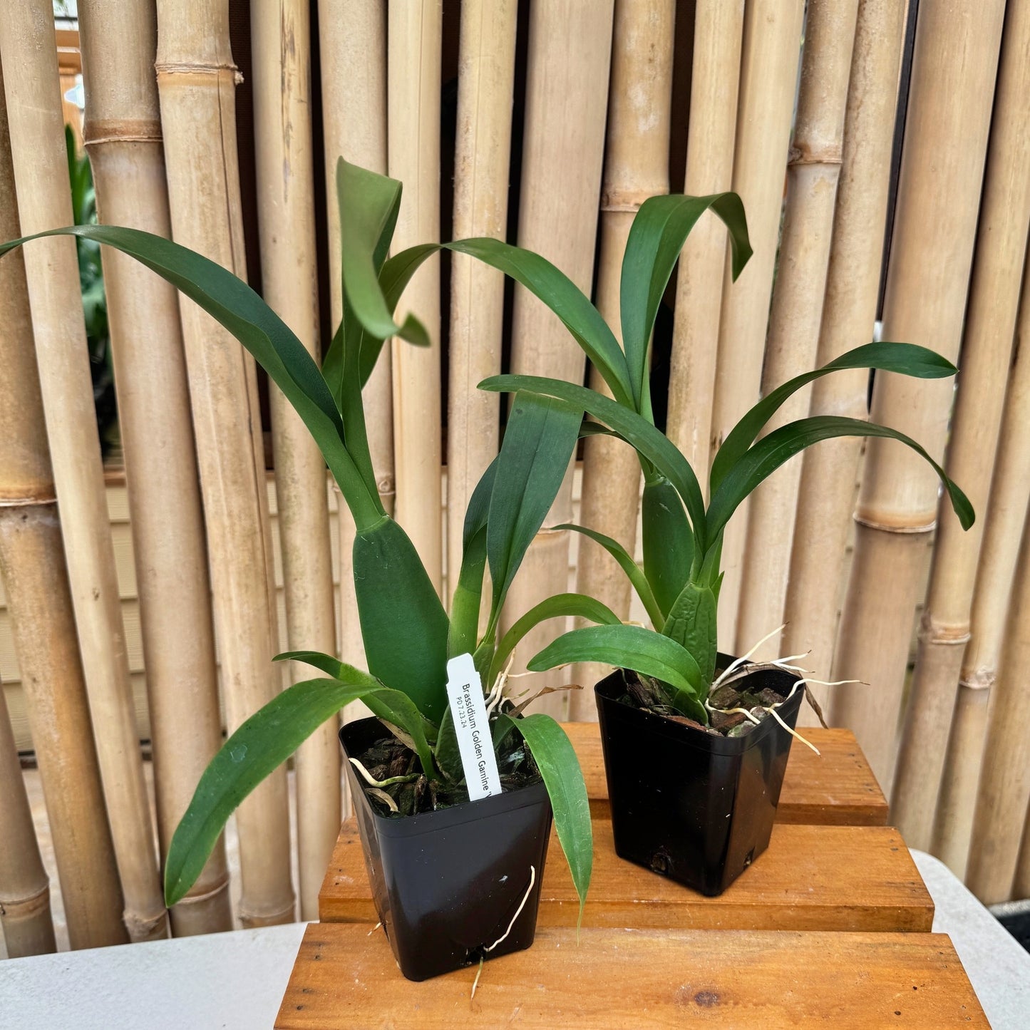 Brassidium Golden Gamine 'White Knight' (4" Pot) -Not Blooming