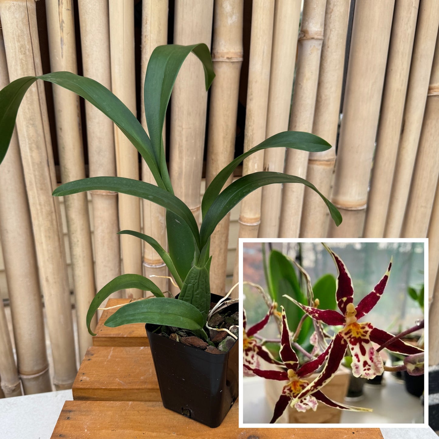 Brassidium Golden Gamine 'White Knight' (4" Pot) -Not Blooming