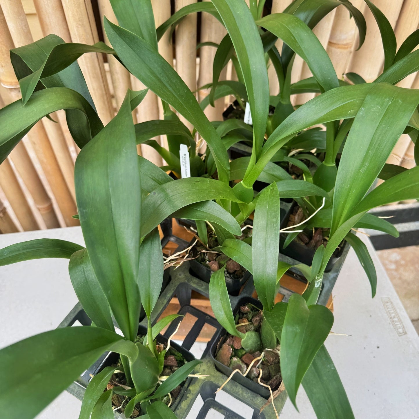 Brassidium Golden Gamine 'White Knight' (4" Pot) -Not Blooming