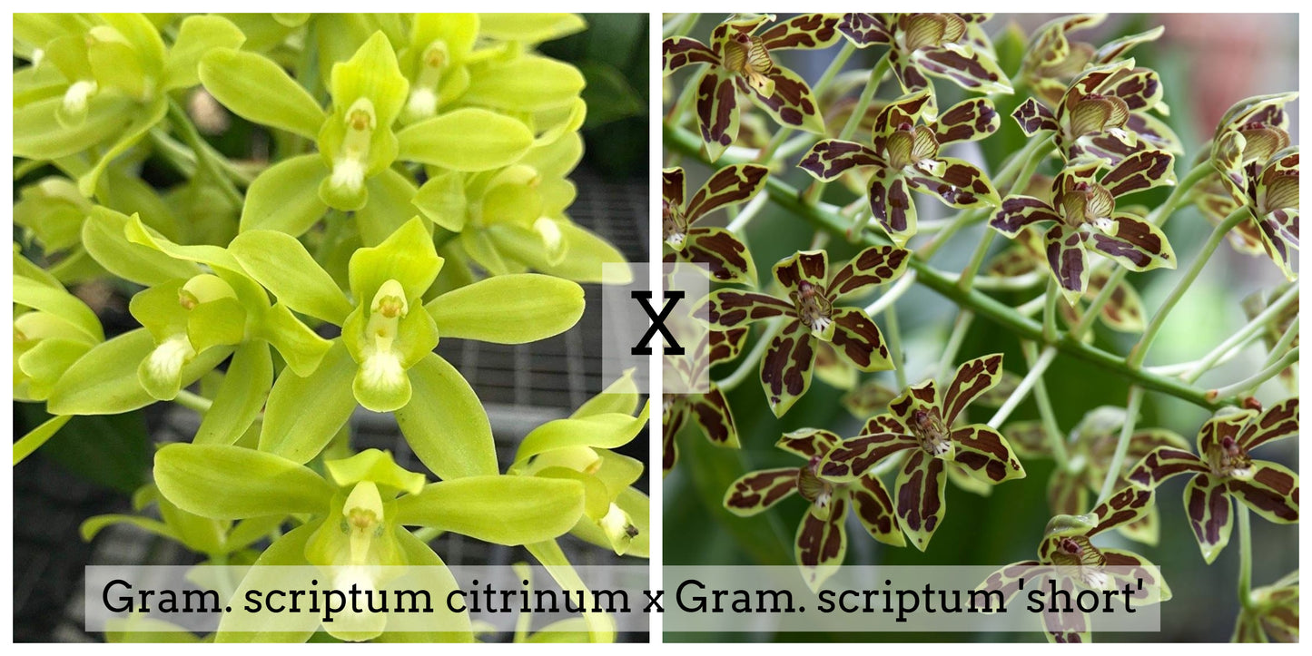 Gram. scriptum v. citrinum x Gram. scriptum 'short' (4" Pot) - Not Blooming