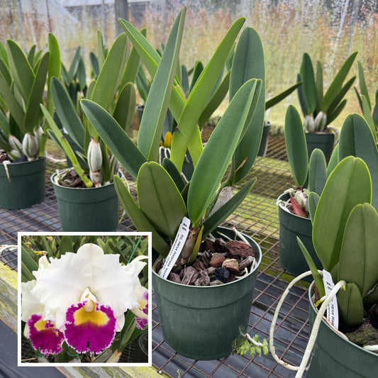 Rlc. Harue Watanabe 'Volcano Queen' (5.5" Pot) - Not Blooming