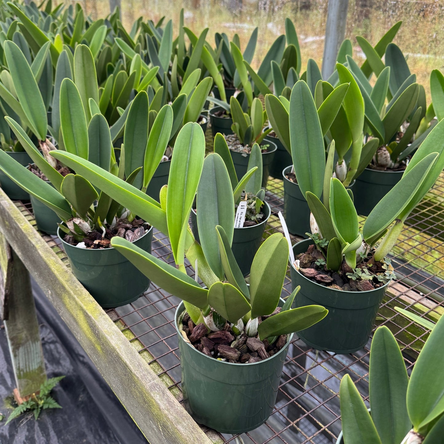 Rlc. Harue Watanabe 'Volcano Queen' (5.5" Pot) - Not Blooming