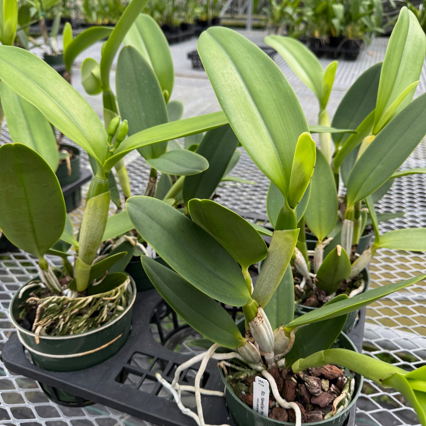 C. Hawaiian Wedding Song 'Virgin' (5.5" Pot ) - Buds