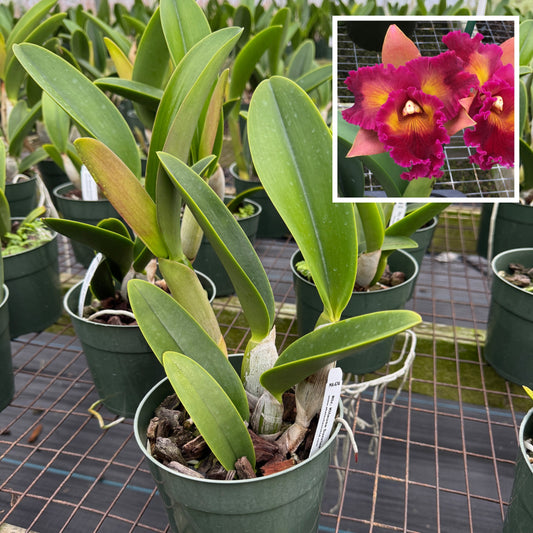 Rlc. Kilauea Sunrise 'Dark Splash' (5.5" Pot) -Not Blooming