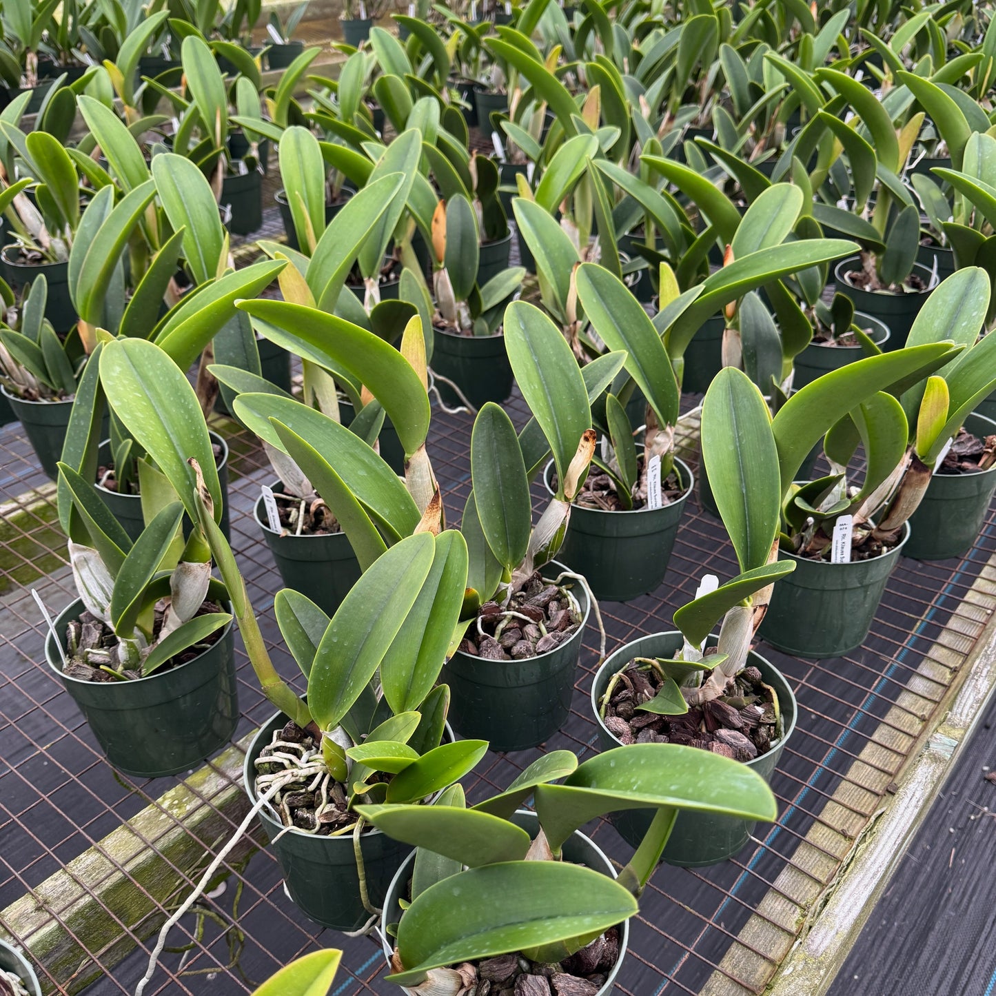 Rlc. Kilauea Sunrise 'Dark Splash' (5.5" Pot) -Not Blooming