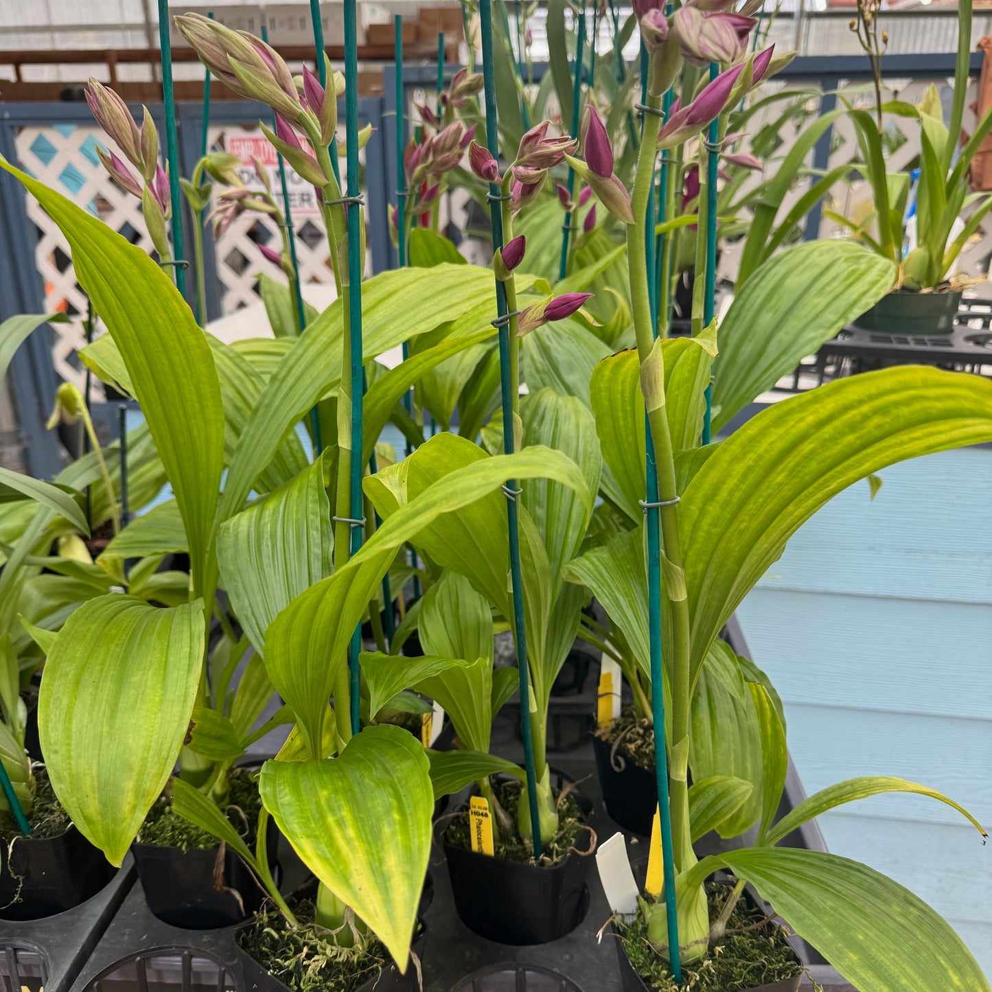 Phaiocalanthe Kryptonite 'Parkside' AM/AOS (4"Pot) -Buds