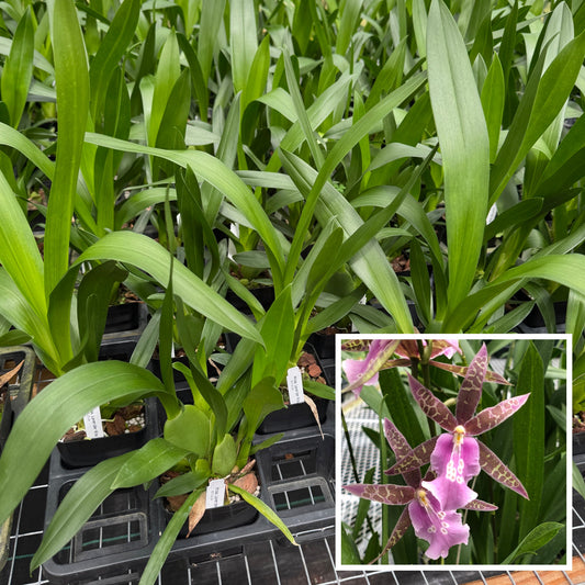 Mtssa. Lavendar Kiss 'Laffy Taffy' (4" Pot)- Not Blooming
